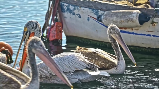 Free B Roll Video, Pelican, Seabird, Bird, Aquatic Bird, Beak