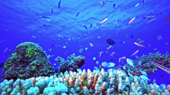 Free Background Template Video, Coral Reef, Reef, Underwater, Fish, Coral