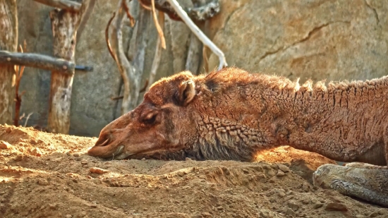 Free Beach Video Background, Swine, Mammal, Ungulate, Wildlife, Wild