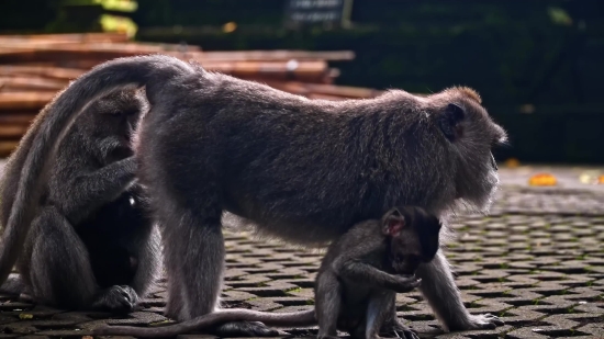 Free Black Background Video, Monkey, Primate, Macaque, Baboon, Ape