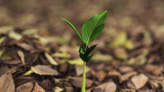 Free Business Stock Videos, Seedling, Plant, Leaf, Growth, Herb