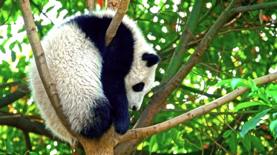 Free Cartoon Background Video, Giant Panda, Mammal, Wildlife, Wild, Primate