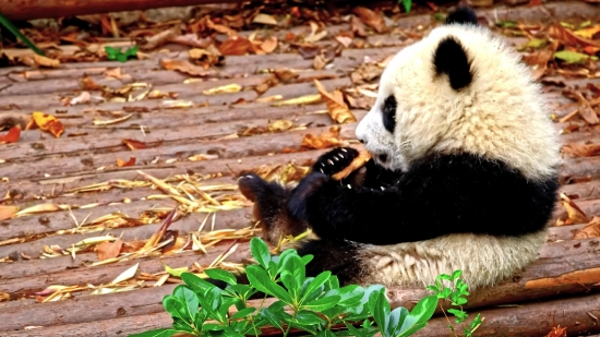 Free Cartoon Video Clips Download, Giant Panda, Mammal, Wild, Wildlife, Bear