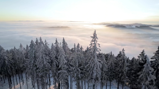 Free Chroma Key Background, Forest, Snow, Fir, Tree, Winter