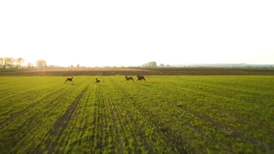 Free Church Backgrounds, Wheat, Field, Rural, Cereal, Landscape