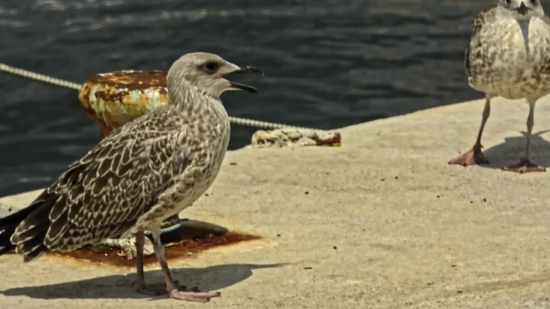 Free Clips For Video Editing, Gull, Bird, Coastal Diving Bird, Seabird, Wildlife