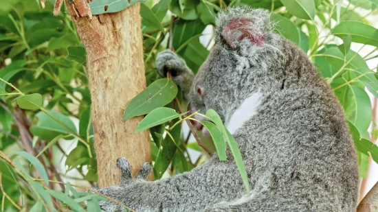 Free Clips, Koala, Tree, Wildlife, Bird, Mammal