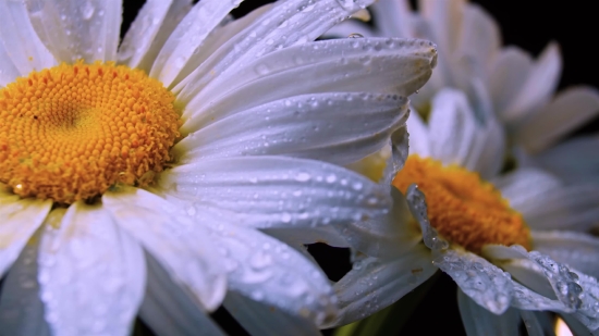 Free Clips No Watermark, Daisy, Flower, Petal, Blossom, Garden