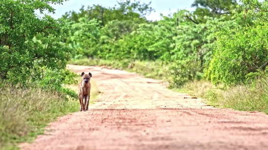 Free Download Video Without Copyright, Antelope, Gazelle, Wildlife, Wilderness, Wild