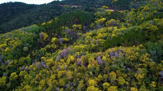 Free Explosion Stock Footage, Gorse, Shrub, Woody Plant, Vascular Plant, Plant