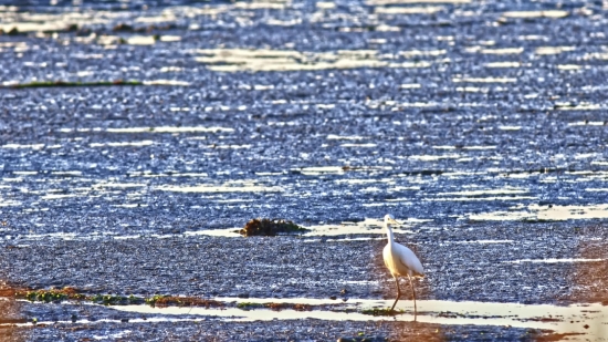 Free Fire Background Video, Heron, Egret, Wading Bird, Bird, Water