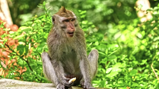 Free Fire Clip Download, Macaque, Monkey, Primate, Wildlife, Wild