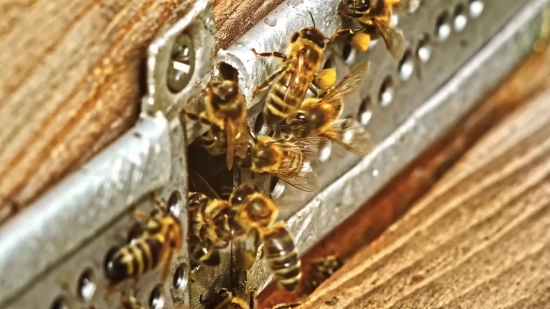 Free Fire Short Video, Worker, Insect, Arthropod, Invertebrate, Bee