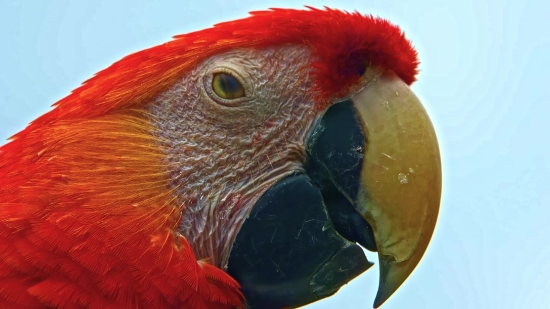 Free Fire Video Download, Macaw, Parrot, Bird, Beak, Feather