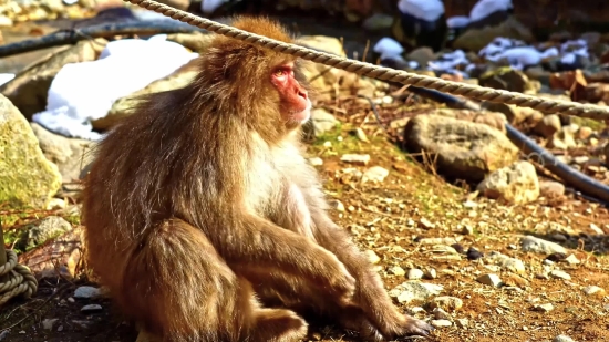 Free Footage Cinematic, Macaque, Monkey, Primate, Wildlife, Wild