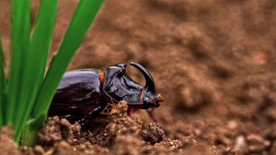 Free Footage Download For Youtube, Rhinoceros Beetle, Beetle, Insect, Bug, Black