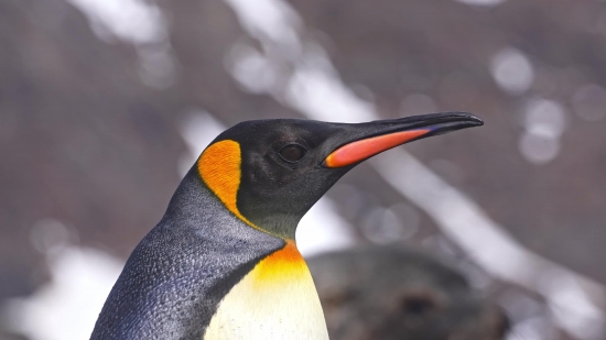 Free Footage Download, King Penguin, Penguin, Seabird, Bird, Wildlife