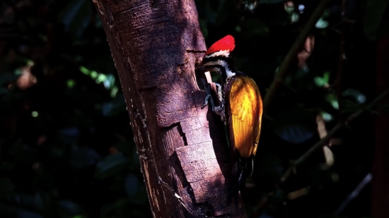 Free Footage Download Pexels, Chain Saw, Tree, Machine, Cacao, Power Saw