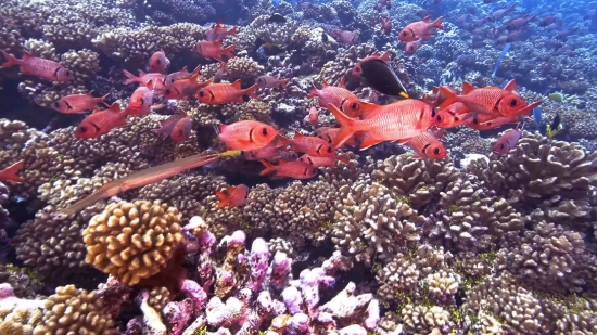 Free Footage, Reef, Coral Reef, Ridge, Sea, Underwater