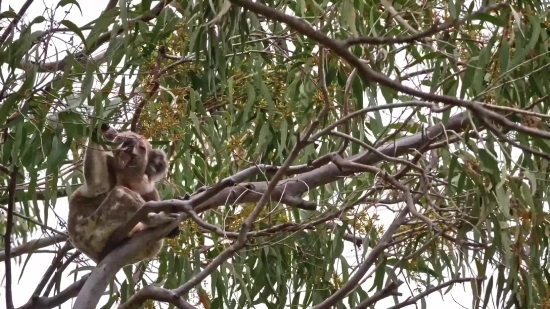 Free Free Video Download, Monkey, Primate, Tree, Squirrel Monkey, Macaque