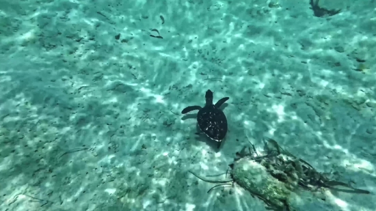 Free Golf Video, Sea, Snorkel, Water, Ocean, Sea Turtle