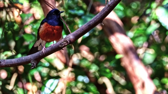 Free Google Meet Background, Bird, Junco, Wildlife, Finch, Beak