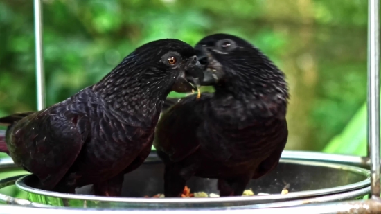 Free Green Screen Animal Video, Bird, Starling, Beak, Wildlife, Feather