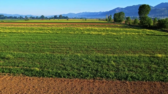 Free Hd Stock Footage 4k Videos, Field Soybean, Soy, Bean, Field, Legume