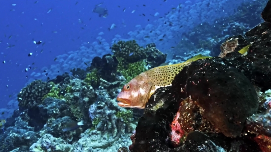 Free Hd Videos, Eel, Fish, Underwater, Coral, Reef