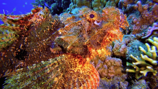 Free Hd Videos For Website Background, Polyp, Coelenterate, Invertebrate, Animal, Underwater