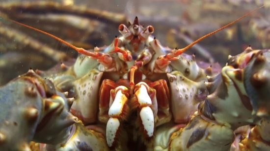 Free Merry Christmas Video, King Crab, Crab, Crustacean, Arthropod, Food