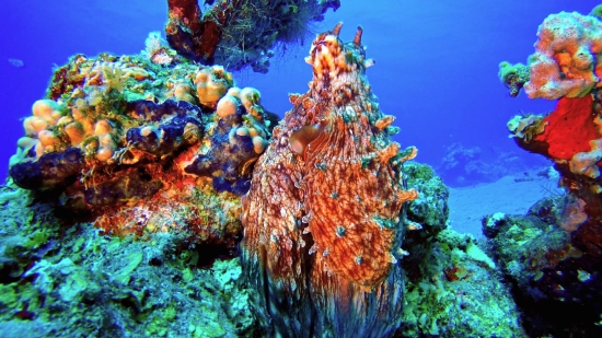 Free Military Videos, Coral Reef, Reef, Underwater, Coral, Fish