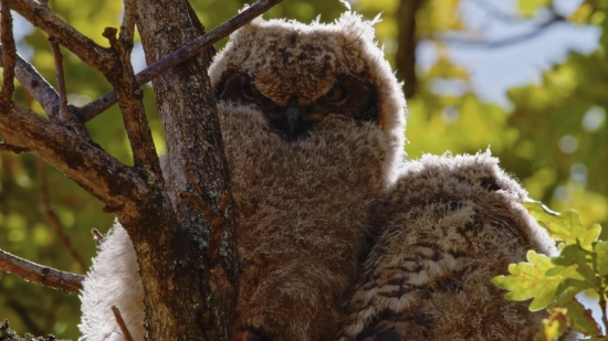 Free Motion Backgrounds For Worship, Koala, Mammal, Teddy, Wildlife, Fur