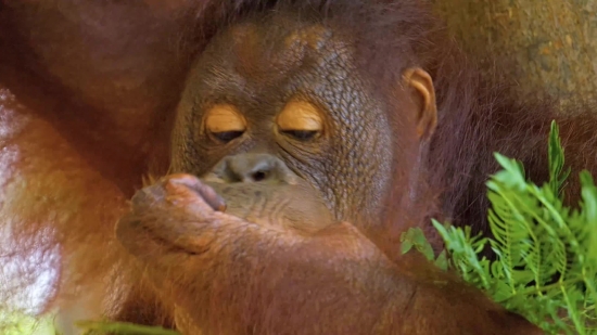 Free Motion Graphics, Orangutan, Ape, Primate, Monkey, Wildlife