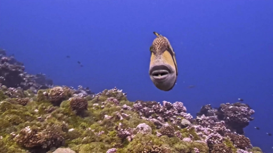 Free Movie Clips Download, Puffer, Underwater, Fish, Sea, Coral