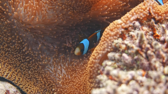 Free Moving Background No Copyright, Anemone Fish, Underwater, Coral, Sea, Reef