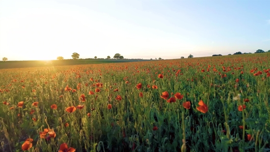 Free Moving Backgrounds For Videos, Flower, Poppy, Day Lily, Field, Plant