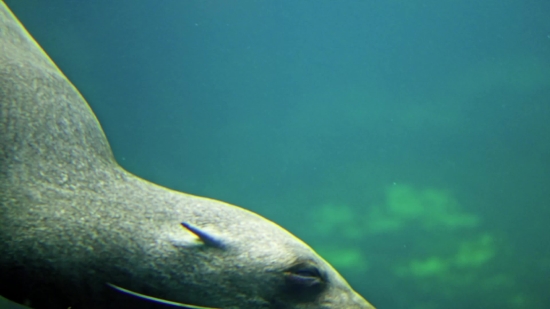 Free Mp4 Background Loops, Eel, Fish, Sea, Water, Sea Lion