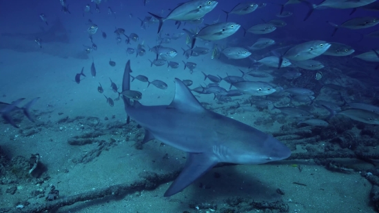 Free Nature Video Download For Youtube Channel, Tiger Shark, Shark, Fish, Sea, Ocean