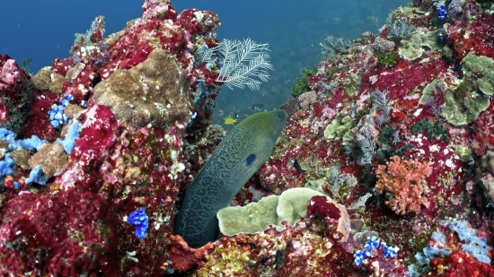 Free Newsroom Background Video Download, Reef, Coral Reef, Fish, Underwater, Coral