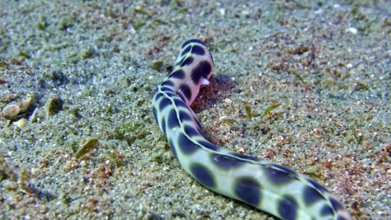 Free Party Stock Footage, Flatworm, Invertebrate, Worm, Sea Slug, Animal