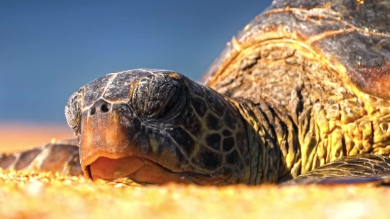 Free Photos Download, Turtle, Reptile, Sea Turtle, Shell, Slow