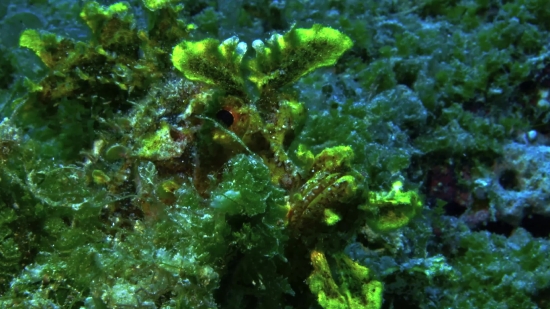 Free Pond Videos, Coral Reef, Reef, Underwater, Coral, Fish