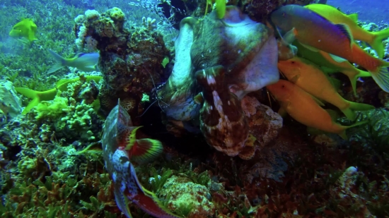 Free Romantic Video Background, Underwater, Fish, Coral, Sea, Reef