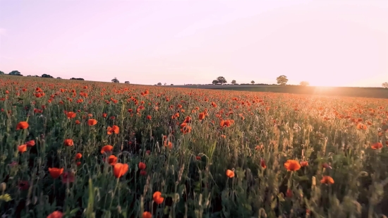 Free Royalty Free Video Loops, Poppy, Flower, Angiosperm, Tulip, Field