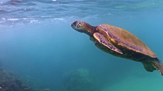 Free Soccer Stock Footage, Loggerhead, Sea Turtle, Turtle, Sea, Water