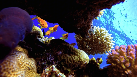 Free Stage Background Video, Polyp, Underwater, Coral, Coelenterate, Sea