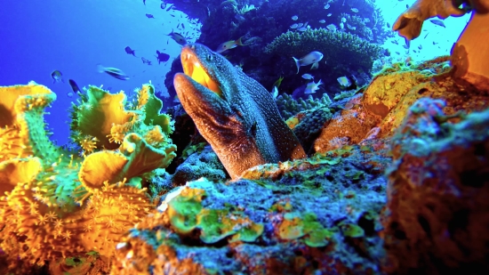 Free Star Video, Reef, Fish, Eel, Underwater, Coral