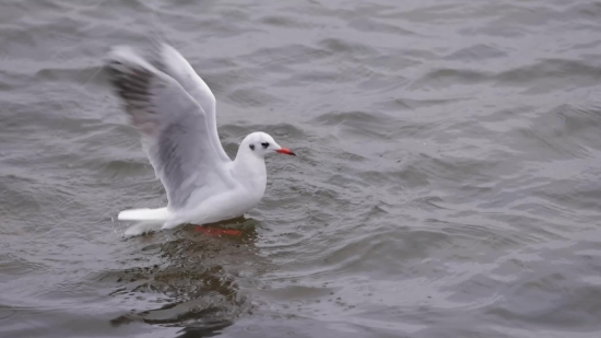 Free Stock Footage Christmas, Gull, Coastal Diving Bird, Seabird, Bird, Aquatic Bird