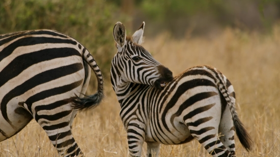 Free Stock Footage Free Download, Zebra, Equine, Ungulate, Safari, Wildlife